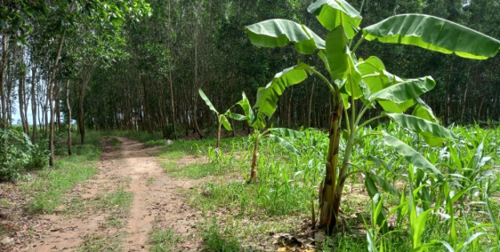 Đất bds Tân Phúc Hàm Tân 2,2 sào 1 tỷ Bình Thuận giá tốt lô 2 QL 1A dân cư tiện