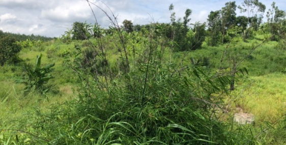 Đất Gần KCN Tân Đức Hàm Tân Bình Thuận giá chưa qua đầu tư 70 mẫu 700/m giá đẹp