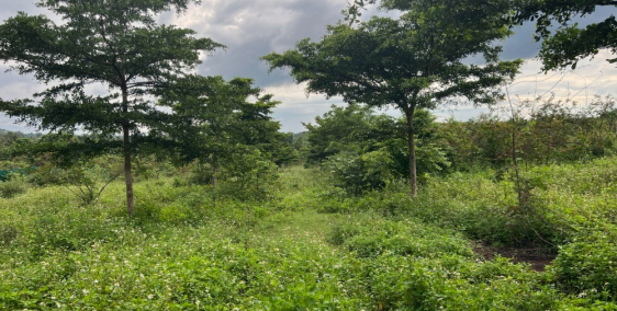 Bán 12 Lô đất nửa sào nông nghiệp ODT tại phường Tân Lợi - Buôn Mê Thuột