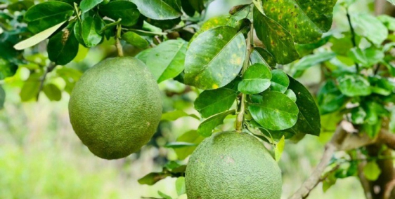 Chính chủ bán cắt lỗ lô đất ven suối giá chỉ 385tr