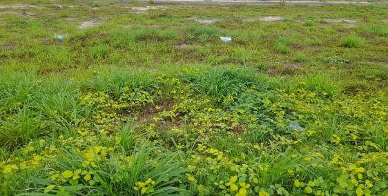 cần ra gấp vài lô đất khu vực p3 tp tây ninh sổ có sẵn, full thổ cư hết đất