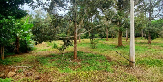 Cần Bán Gấp Mảnh Đất HÉC từ xa xưa tại hẻm Nguyễn Xuân Nguyên, Buôn Mê Thuột