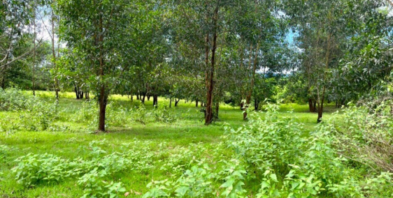 CHÍNH CHỦ BÁN 1200M2 ĐẤT CÂY LÂU NĂM KHÁNH TRUNG - KHÁNH VĨNH