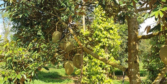 Bán lô đất 3 ha sầu riêng Thôn 1 Hòa Thuận, tp Buôn Ma Thuột