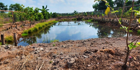 Bán đất vườn củ chi trông sẵn cây ăn trái, ao cá 120m2, mặt tiền rạch lớn.