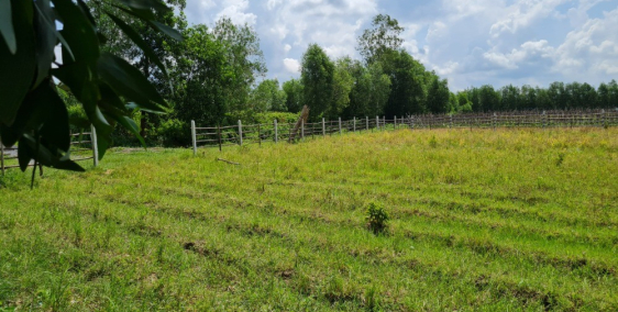 Bán đất vườn giá rẻ chỉ 1,85tr/m2 ở củ chi, diện tích lên đến 1118m2