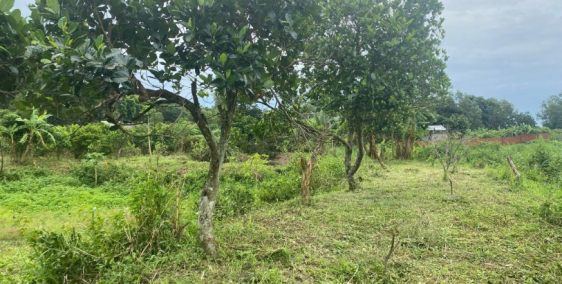 SIÊU PHẨM 1 SẸC BÀU CẠN , LONG THÀNH GIÁ RẺ