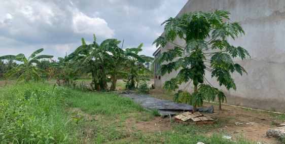 NỀN PHÚ HƯNG ĐƯỜNG Ô TÔ GẦN LẨU MẮM TRÚC GIANG