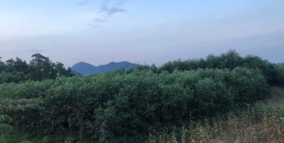 Cần tiền bán đất cây lâu năm ngay cạnh suối đường đi lên Bà Nà hills