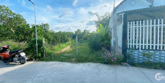 Nền đẹp nở hậu phía sau Đại học Nam Cần Thơ