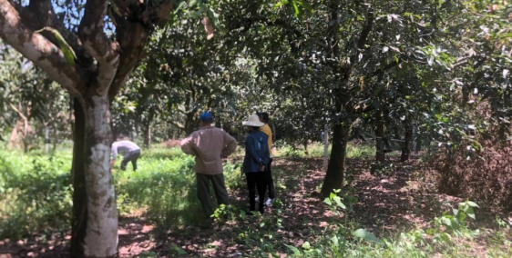 Cần tiền bán nhanh lô đất vườn xoài gia đình đối diện KCN Định Quán 800tr/sào