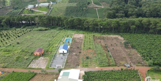 Kệt tiền bán nhanh lô đất Bảo Lộc 1000m² 600tr