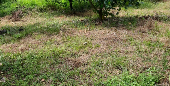 Cần Bán Đất Đồng Tiến, Đồng Phú, Bình Phước Gía Rẻ