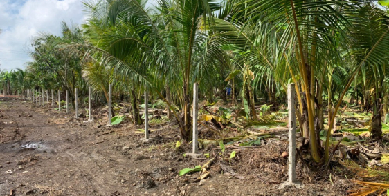 Bán vườn trái cây ,bơ ,chôm chôm ,dừa ,mít ..sổ riêng