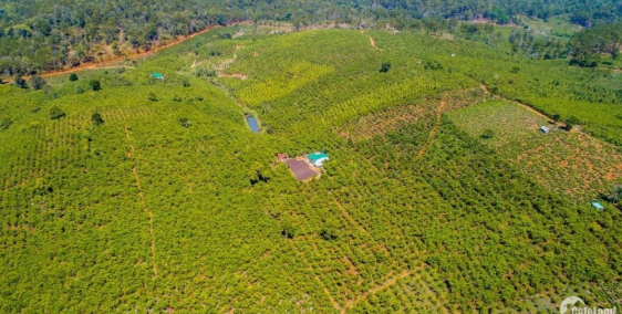 7 sào 20m mặt tiền thôn 4 Lộc Phú