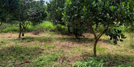 Cần Bán Nhanh Lô Đất Vườn Siêu Đẹp, Tặng lun vườn mít thái trên đất