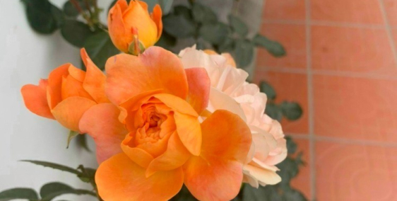 Chính chủ bán căn biệt thự liền kề phố Lạch Tray, 111m2 x 4 tầng ngang rộng 10m