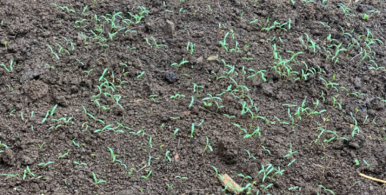 Bán 8 sào đất ôm chân suối chảy quanh năm cách Trung tâm Tà Đùng 1.5km