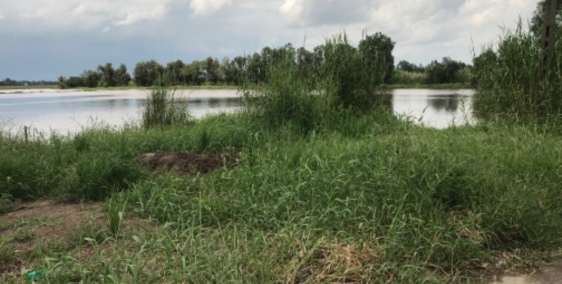 Bán 20 công đất thuộc sóc Trăng