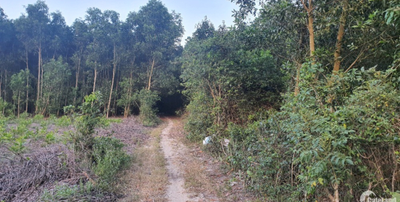 Gần 2 sào BHK gần đường Sa Huỳnh Dung Quất