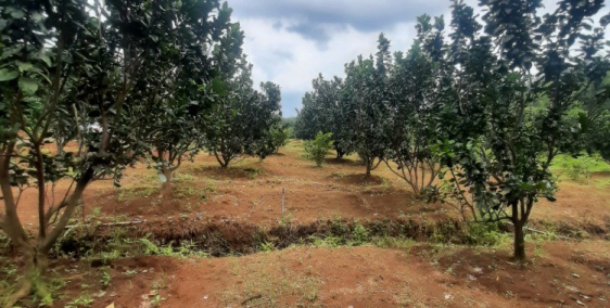 Em cần bán  gấp lô đất vườn giá F0 ở Đồng Phú, Bình Phước