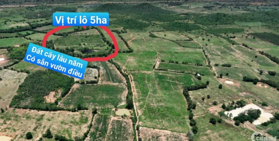 Bán vài lô vườn điều sẵn Hàm Thuận Bắc, SHR, gần QL1A chỉ 300tr/lô