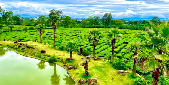 THE OCHA ĐẤT BIỆT THỰ NGHĨ DƯỠNG BẢO LỘC