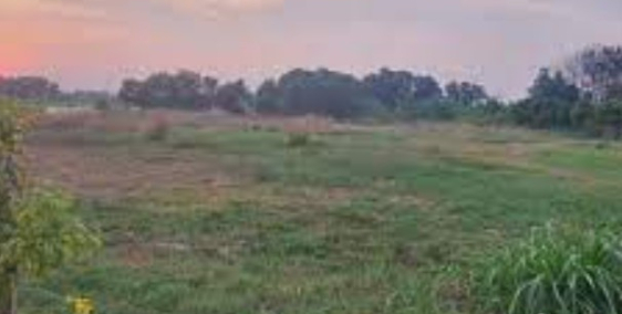 bán đất trồng cây Bán đất trồng cây lâu năm