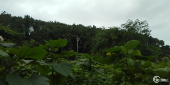 Đất trang trại và chồng cây lâu năm thuộc đất 50 năm