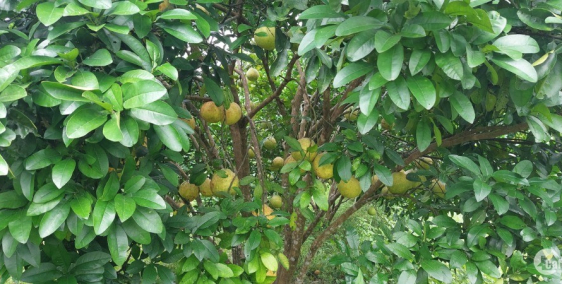 Chỉ 1 tỷ có ngay 4000m thổ cư sẵn bưởi nghỉ dưỡng Tân Lạc Hoà Bình