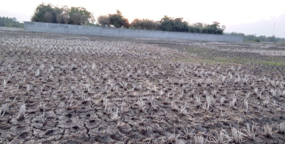 Bán 7,5 công ruộng tại Châu Hưng Vĩnh Lợi Bạc Liêu