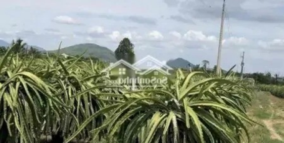 Gia đình tôi cần bán gấp miếng đất 1942m2 tại Hàm Phú, giá 360 triệu/sào, sổ sẵn