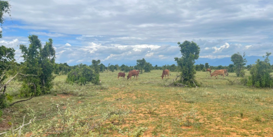 Vườn điều ven biển gía chạm đáy (chính chủ)