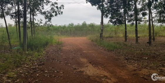 Cần bán lô đất minh hòa dàu tiếng bình dương