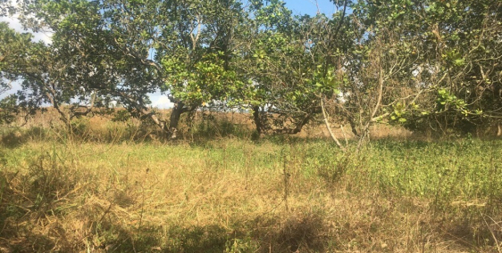 Chính chủ bán rẻ 10629m2 đất vườn điều cao su cực đẹp  tân lâm xuyên mộc brvt