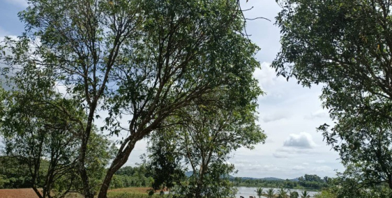 BÁN NHANH ĐẤT VƯỜN XOÀI ,ĐƯỜNG NHỰA NHÌN RA SÔNG LA NGÀ