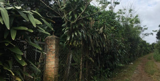 Bán đất 6,7 sào lộc an - bảo lộc