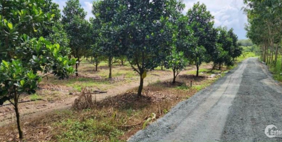 Bán Đất Vườn Tân Đông -Tân Châu -Tây Ninh DT 10,050M2