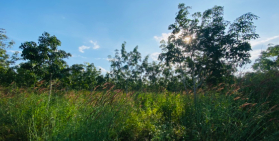 Bán Đất Đường Quốc Lộ 55, Xã Suối Kiết, Huyện Tánh Linh, Tỉnh Bình Thuận