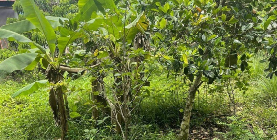 Bán đất chính chủ xã an Khánh châu thành đồng tháp