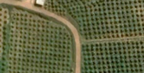 510tr trọn sổ, đường thể hiện trên sổ và trên đất, tặng vườn thanh long