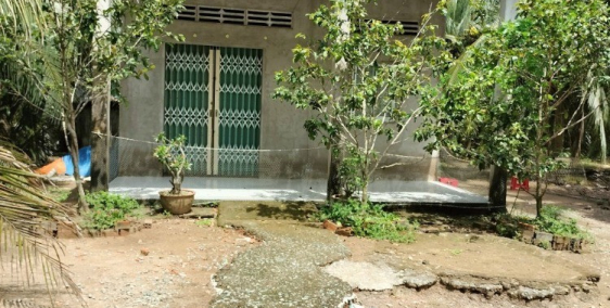 CẦN BÁN VƯỜN DỪA CHUẨN BỊ THU HOẠCH