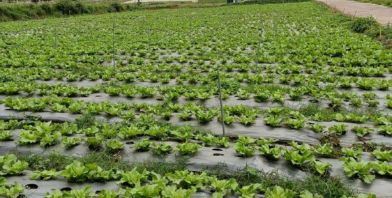 Sở hữu ngay 244m2 (100m2 TC) đất thị trấn Thạnh Mỹ, Đơn Dương, giá 2 tỷ (TL)