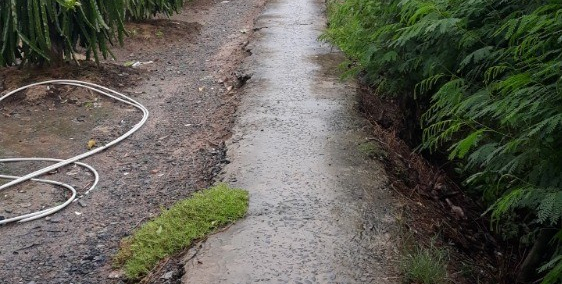 Bán đất nông nghiệp đang trồng thanh long 2.598m2