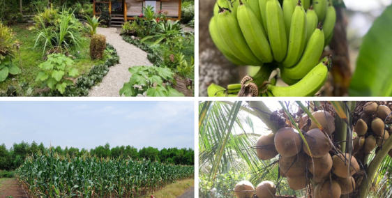 Chính chủ bán đất vườn,  đất thổ cư BRVT, sổ sẵn, đường ô tô