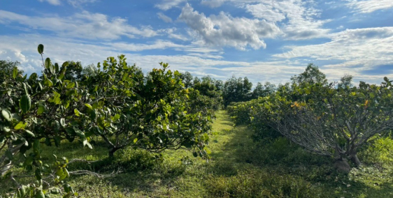 Bán 1285m2 đất hàm thuận bắc, đường ô tô chỉ 334tr, cách QL1A 600m Lh 0938677909