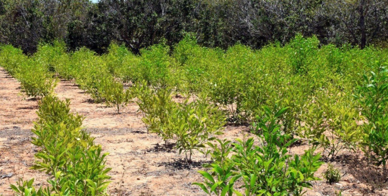 Bán lô đất biển 1031m2 - 359tr cách Bãi Tắm Hoà Phú Bình Thuận 3km