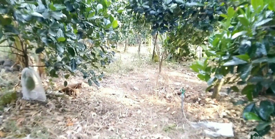 Bán 2 sào đất có sẵn vườn cây ăn trái tại đá bạc, h.châu đức, tỉnh brvt.