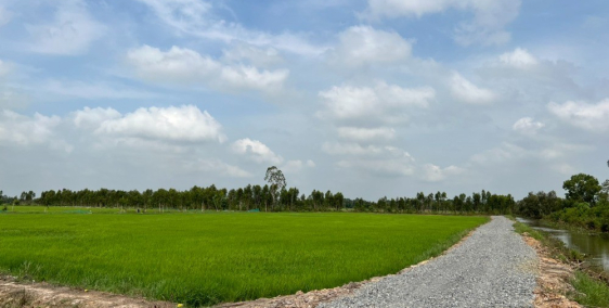 Chủ cần bán 3766m2 đất lúa ở ấp 6 Mỹ Thạnh Đông, Đức Huệ, Giá chỉ 420tr/1000m2