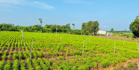 Bán lỗ vườn mít tại Suối Nho, vườn đang thu hoạch 800 tr/sào